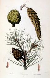 Illustrazione botanica e zoologica di F. E. Guerin. Da Dictionnaire pittoresque d