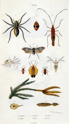 Illustrazione botanica e zoologica di F. E. Guerin. Da Dictionnaire pittoresque d