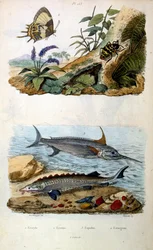 Illustrazione botanica e zoologica di F. E. Guerin. Da Dictionnaire pittoresque d