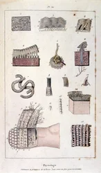 Illustrazione botanica e zoologica di F. E. Guerin. Da Dictionnaire pittoresque d