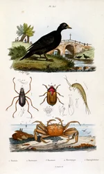 Illustrazione botanica e zoologica di F. E. Guerin. Da Dictionnaire pittoresque d