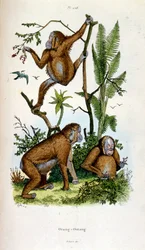Illustrazione botanica e zoologica di F. E. Guerin. Da Dictionnaire pittoresque d