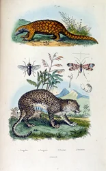 Illustrazione botanica e zoologica di F. E. Guerin. Da Dictionnaire pittoresque d