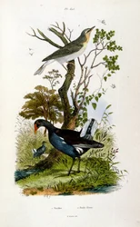 Illustrazione botanica e zoologica di F. E. Guerin. Da Dictionnaire pittoresque d