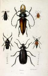Illustrazione botanica e zoologica di F. E. Guerin. Da Dictionnaire pittoresque d
