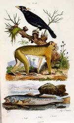 Illustrazione botanica e zoologica di F. E. Guerin. Da Dictionnaire pittoresque d
