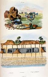 Illustrazione botanica e zoologica di F. E. Guerin. Da Dictionnaire pittoresque d