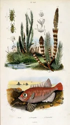 Illustrazione botanica e zoologica di F. E. Guerin. Da Dictionnaire pittoresque d