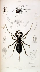 Illustrazione botanica e zoologica di F. E. Guerin. Da Dictionnaire pittoresque d