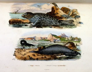 Illustrazione botanica e zoologica di F. E. Guerin. Da Dictionnaire pittoresque d