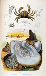 Illustrazione botanica e zoologica di F. E. Guerin. Da Dictionnaire pittoresque d
