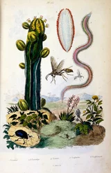 Illustrazione botanica e zoologica di F. E. Guerin. Da Dictionnaire pittoresque d