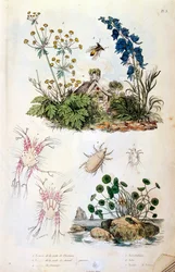 Illustrazione botanica e zoologica di F. E. Guerin. Da Dictionnaire pittoresque d
