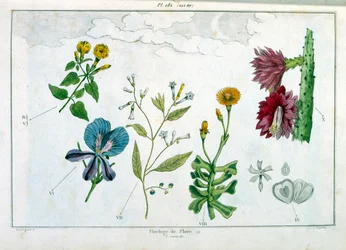 Illustrazione botanica di F. E. Guerin. Da Dictionnaire pittoresque d