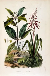 Illustrazione botanica di F. E. Guerin. Da Dictionnaire pittoresque d
