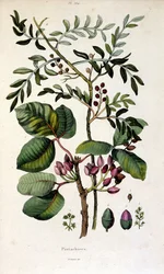 Illustrazione botanica di F. E. Guerin. Da Dictionnaire pittoresque d