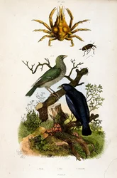 Illustrazione botanica di F. E. Guerin. Da Dictionnaire pittoresque d