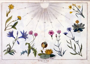 Illustrazione botanica di F. E. Guerin. Da Dictionnaire pittoresque d
