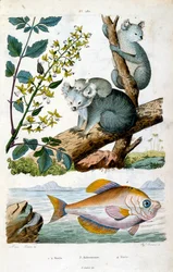 Orso Koala e pesce. Illustrazione botanica e zoologica di F. E. Guerin. Da Dictionnaire pittoresque d