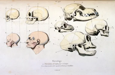 Frenologia (anatomica), illustrazione di F. E. Guerin. Da Dictionnaire pittoresque d
