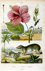 Il genere Kerodon (cavies rupestri sudamericani), imparentato con i capibara e i porcellini d