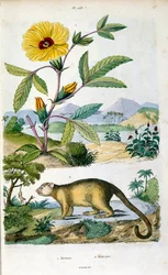 Il kinkajou, mammifero della foresta pluviale della famiglia Procyonidae imparentato con olinghi, coati, procioni, coda ad anelli e cacomiceti. Illustrazione botanica e zoologica di F. E. Guerin. Da "Dictionnaire pittoresque d