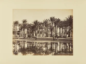 Il Cairo, Le palme