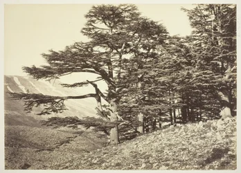 Cedri del Libano