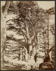 Cedro solitario, Tiro