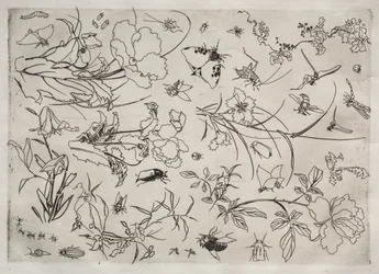 Servizio da tavola (servizio Rousseau): Fiori e insetti (n. 15)