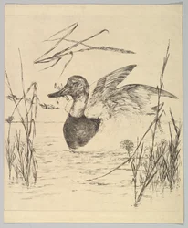 Anatra, 1850-1914