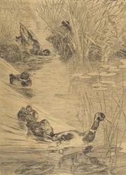 Ébats de canards