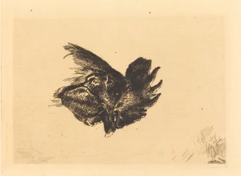 Testa di gallo