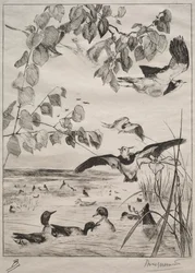 Pavoncelle e alzavole, 1862