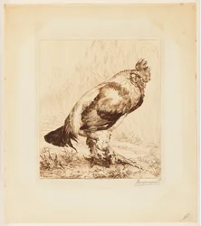Il vecchio gallo