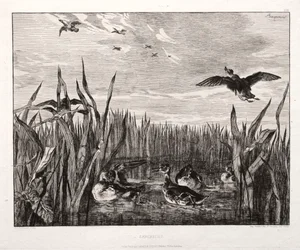 Alzavola, 1853 stampato 1864