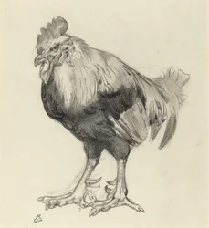 Il vecchio gallo