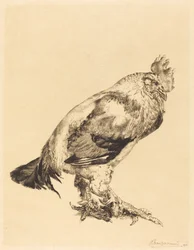 Il vecchio gallo