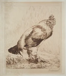 Il vecchio gallo