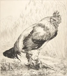 Il vecchio gallo, 1882