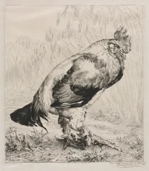 Il Vecchio Gallo, 1882