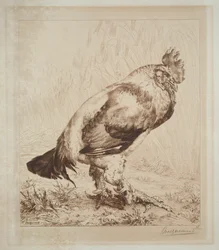 Il vecchio gallo, 1882
