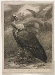 Avvoltoio, 1904