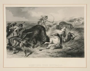 Caccia al Bufalo