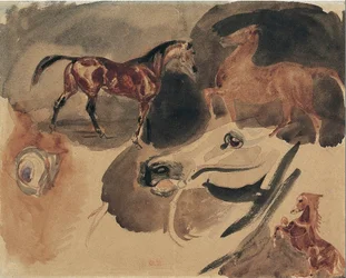 Studio di cavalli