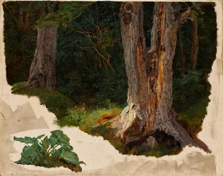 Studio di albero