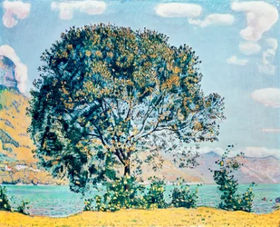 Immagine sconosciuta