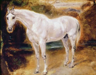 Cavallo Bianco