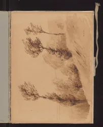 Alberi su una collina mossi dal vento