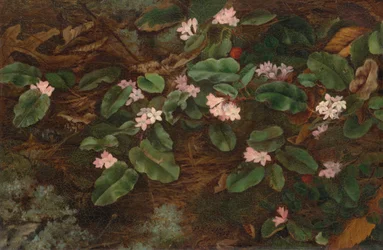 Corbezzolo rampicante